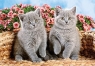 Puzzle 120 British Shorthair Kittens