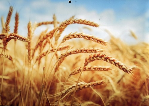 Kalendarz 2018 trójdzielny Łany zbóż 