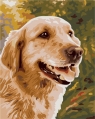 Malowanie po numerach - Golden Retriever 40x50cm