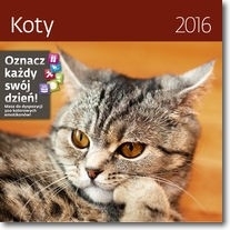 Koty. Kalendarz ścienny 2016