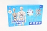 Model anatomiczny ludzkie ciało transparentne 6+