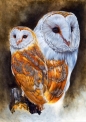 Bluebird Puzzle 1500: Lśniące sowy (70088)
