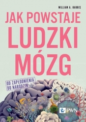 Jak powstaje ludzki mózg Od zapłodnienia do narodzin - William A. Harris