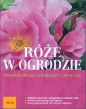 Róże w ogrodzie