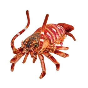 Homar 33cm