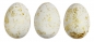 Jajka styropianowe Titanum biało-złote - 50 szt
