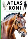  Atlas Koni. Rasy Opieka Zdrowie Jeździectwo