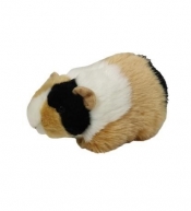 Świnka morska łaciata 20cm