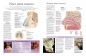 Atlas anatomiczny. Ciało człowieka: budowa i funkcjonowanie - Peter Abrahams