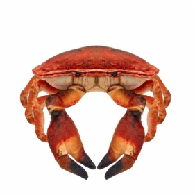 Krab słonowodny 26cm