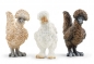 Schleich Farm World, Kurze przyjaciółki (42574)