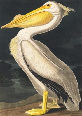 Karnet B6 z kopertą Biały pelikan