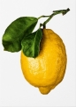The Gourmand's Lemon wer. angielska - Opracowanie zbiorowe