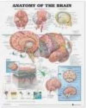 Anatomy of the Brain Anatomical Chart