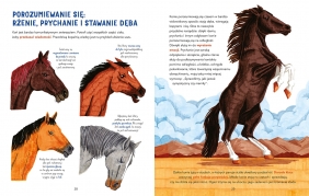 W galopie! Ilustrowana księga koni - Sara Panzavolta