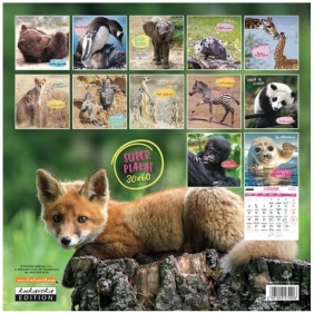 Kalendarz 2022 ścienny Classic Wild puppies (KALCLASWILD22)