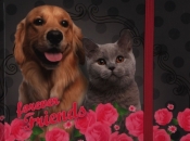 Pamiętnik Derform z gumką CLEO&FRANK (PGHK)