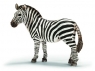 Zebra klacz (14392)
