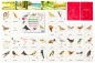 Biblioteczka Montessori. Ptaki Europy - Ève Herrmann
