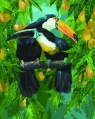 Malowanie po numerach - Rajskie tukany 40x50cm