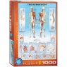  Puzzle 1000 The Human Body 6000-100010+