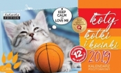 Kalendarz Pocztówkowy Koty, kotki 2019