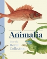 Animalia wer. angielska Andrew Brown