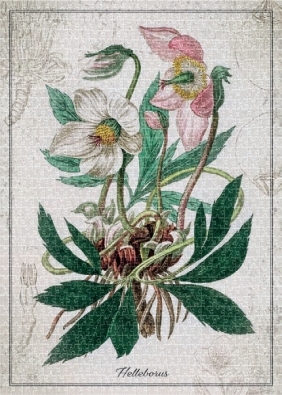 Puzzle 1000: Botanic Helleborus
