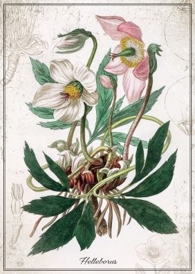 Puzzle 1000: Botanic 1 - Helleborus