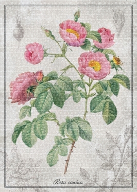 Puzzle 1000: Botanic Rose