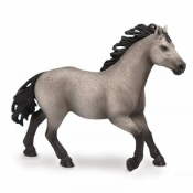 Ogier rasy Quarter (72143)