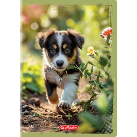 Zeszyt Animals A5/16k kratka kolorowa, 1 szt