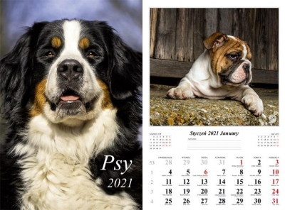 Kalendarz planszowy 2021 - Psy 13