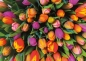Puzzle 1000: Tulipany (5539)