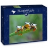 Bluebird Puzzle 500: Żaby (70294)