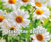 Perełka 263 Stokrotne dzięki! - Opracowanie zbiorowe