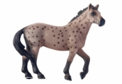 Koń Appaloosa