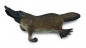 Dziobak australijski M (88795)