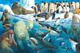 Puzzle 100: Zwierzęta rejonów polarnych 