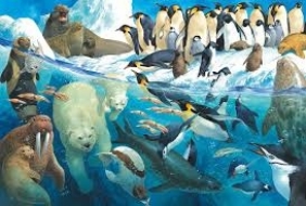 Puzzle 100: Zwierzęta rejonów polarnych