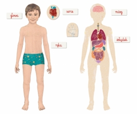 Montessori: Ciało ludzkie (50095)