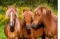 Puzzle 1000: Horse Friends (C-103959)