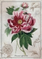Puzzle 1000: Botanic Peony