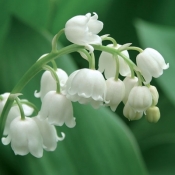 Serwetka BUNCH OF LILIES