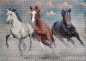 Puzzle 1000: Wild Horses 1