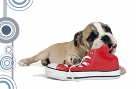 Mata na biurko z nadrukiem pies z butem 0318-0048-86 - PANTA PLAST