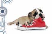 Mata na biurko z nadrukiem pies z butem 0318-0048-86