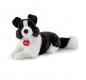 Border Collie M