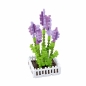 Mini Waffle Garden - Lawenda