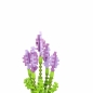 Mini Waffle Garden - Lawenda